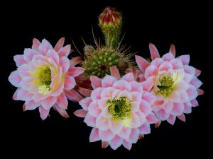 Cactus Flowers-15